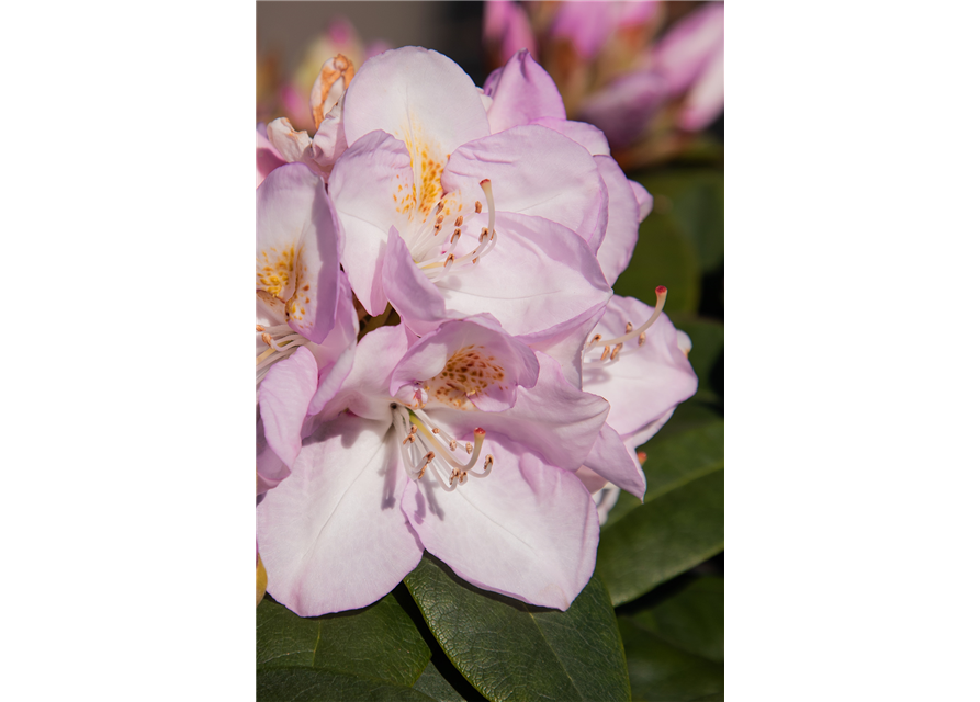 Rhododendron-Hybride 'Gomer Waterer'