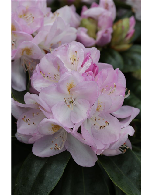 Rhododendron-Hybride 'Gomer Waterer'