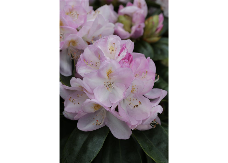 Rhododendron-Hybride 'Gomer Waterer'