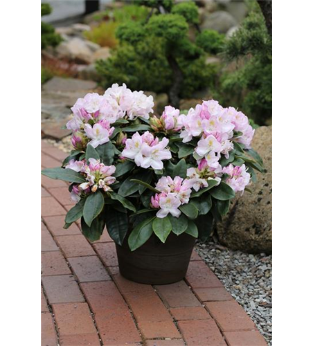 Rhododendron-Hybride 'Gomer Waterer'