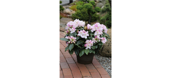 Rhododendron-Hybride 'Gomer Waterer'