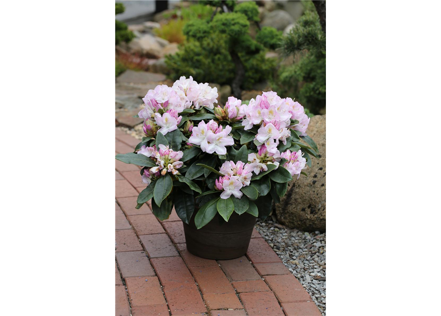 Rhododendron-Hybride 'Gomer Waterer'