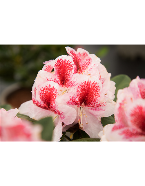 Rhododendron 'Belami'®