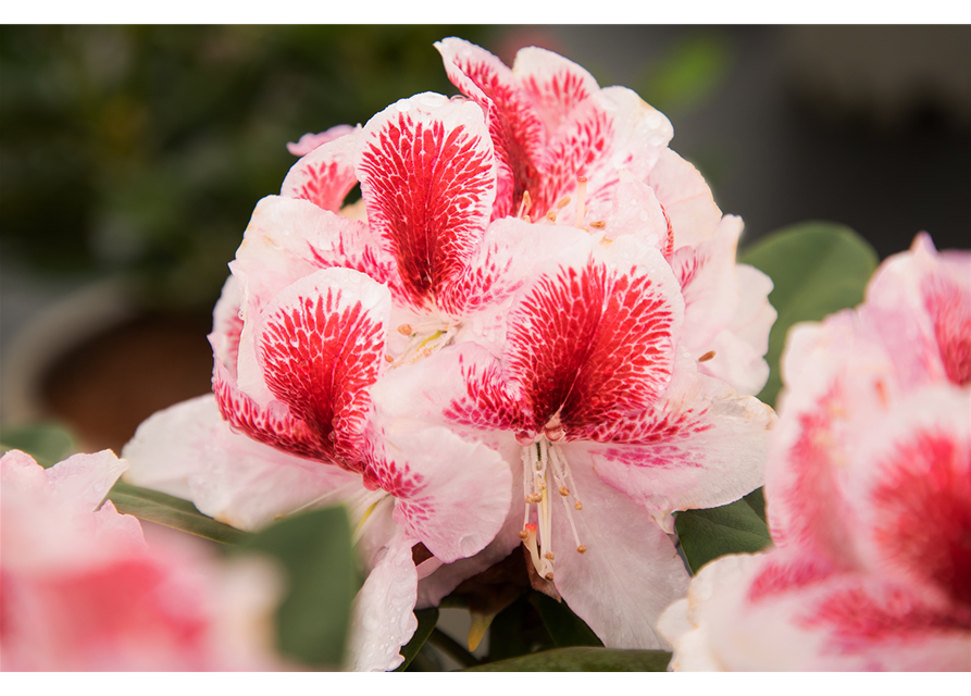 Rhododendron 'Belami'®