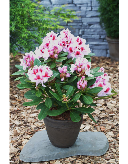 Rhododendron 'Belami'®