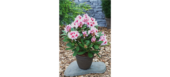 Rhododendron 'Belami'®