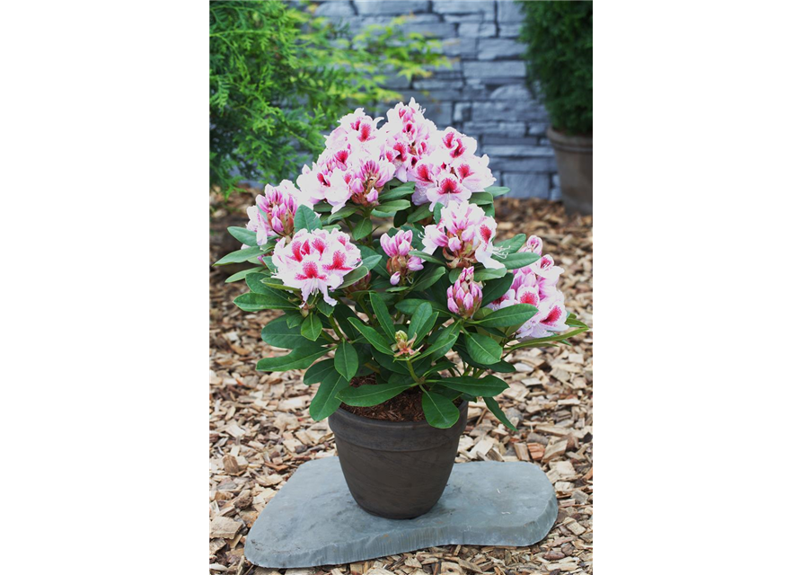 Rhododendron 'Belami'®