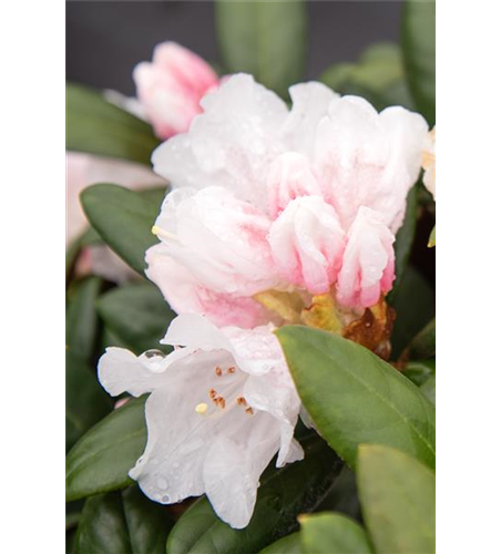 Rhododendron 'Hydon Velvet'