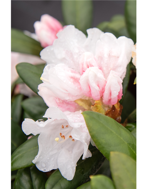 Rhododendron 'Hydon Velvet'