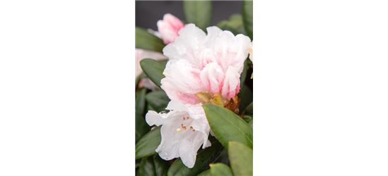 Rhododendron 'Hydon Velvet'