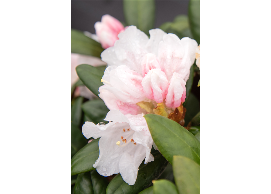 Rhododendron 'Hydon Velvet'