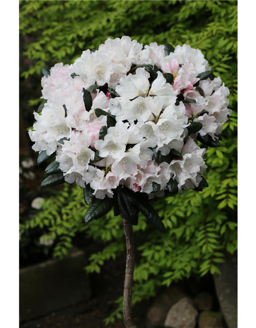 Rhododendron 'Hydon Velvet'