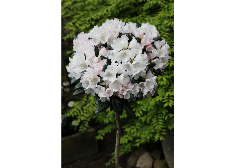 Rhododendron 'Hydon Velvet'