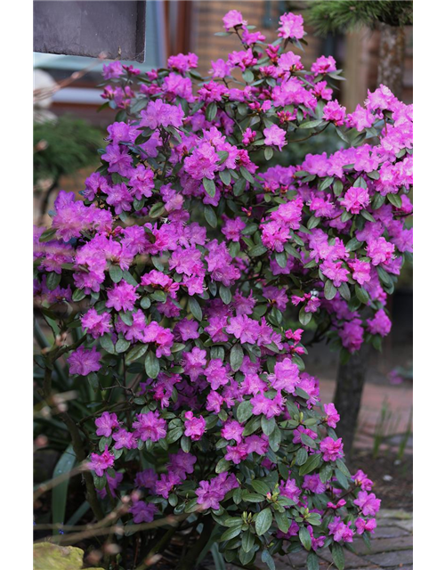 Karolina-Rhododendron 'P.J. Mezitt'