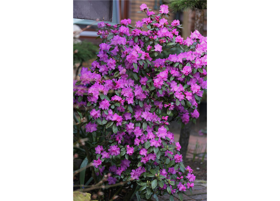 Karolina-Rhododendron 'P.J. Mezitt'