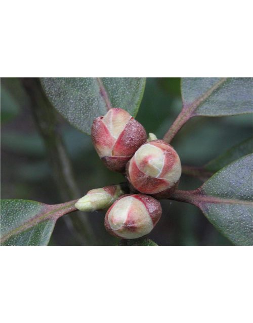 Karolina-Rhododendron 'P.J. Mezitt'