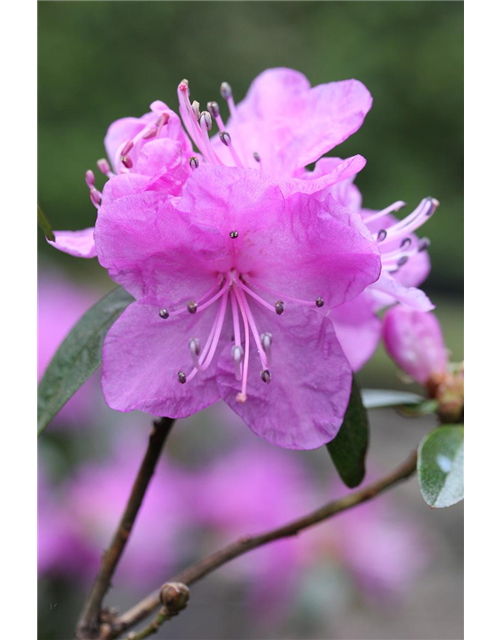 Karolina-Rhododendron 'P.J. Mezitt'