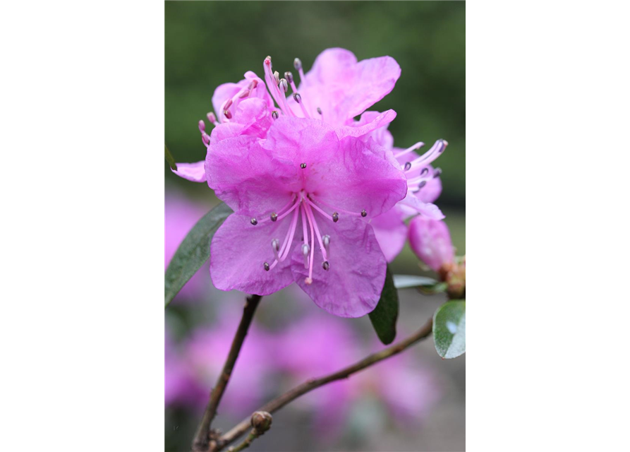 Karolina-Rhododendron 'P.J. Mezitt'