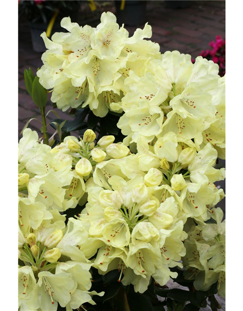 Rhododendron 'Goldkrone'®