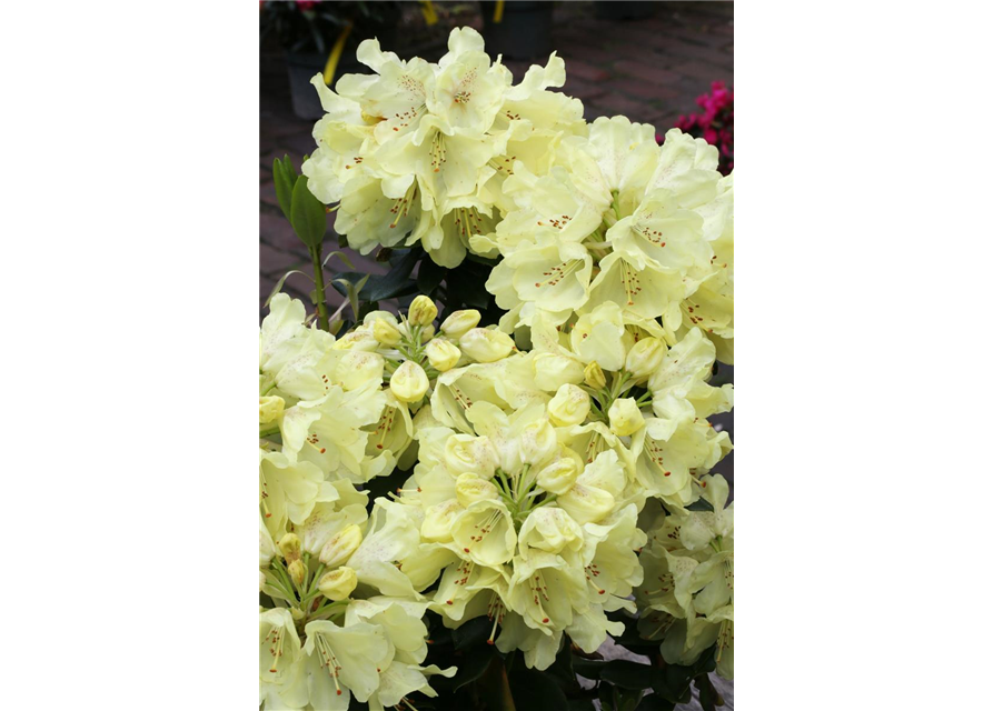 Rhododendron 'Goldkrone'®