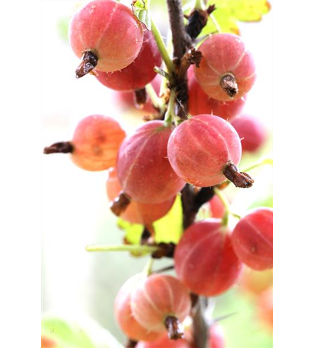 Ribes uva-crispa 'Hinnonmäki rot' CAC II