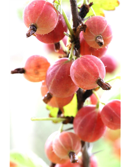 Ribes uva-crispa 'Hinnonmäki rot' CAC II