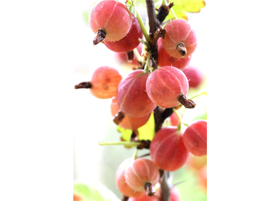 Ribes uva-crispa 'Hinnonmäki rot' CAC II