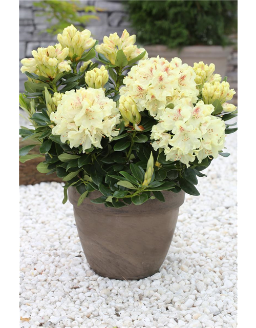 Rhododendron 'Goldkrone'®