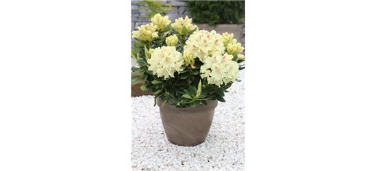 Rhododendron 'Goldkrone'®