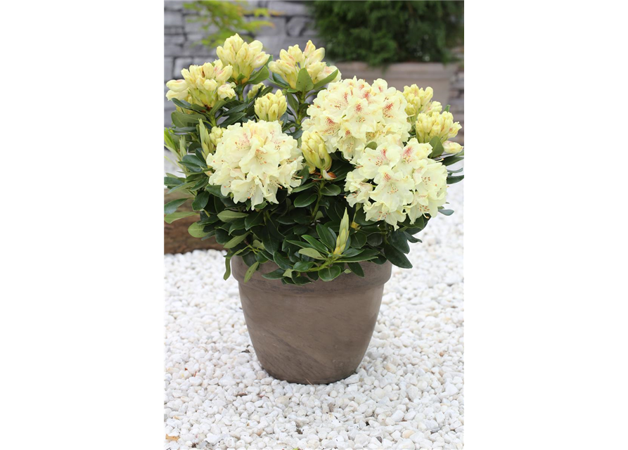 Rhododendron 'Goldkrone'®