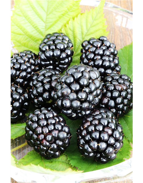 Rubus fruticosus 'Triple Crown'®