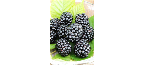 Rubus fruticosus 'Triple Crown'®