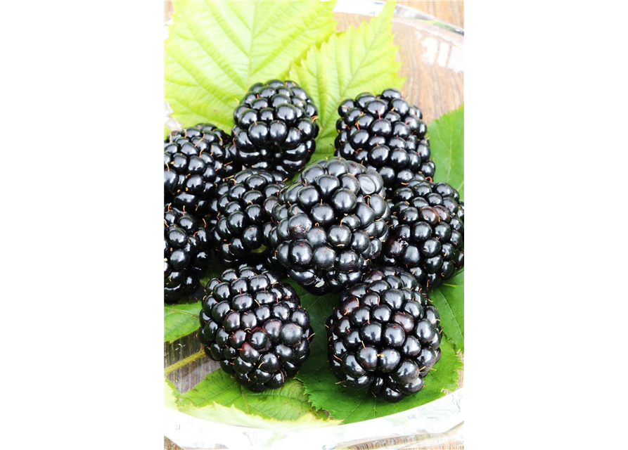 Rubus fruticosus 'Triple Crown'®