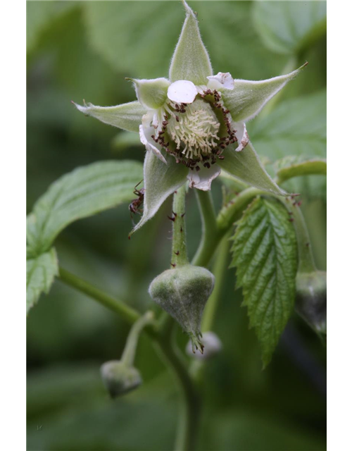 Rubus idaeus 'Fallgold'