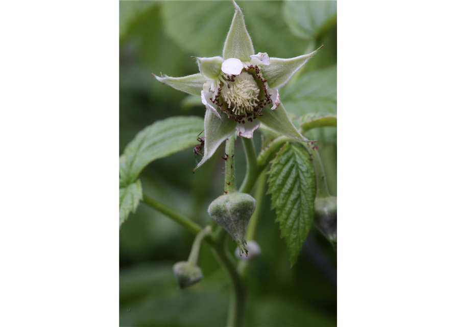 Rubus idaeus 'Fallgold'