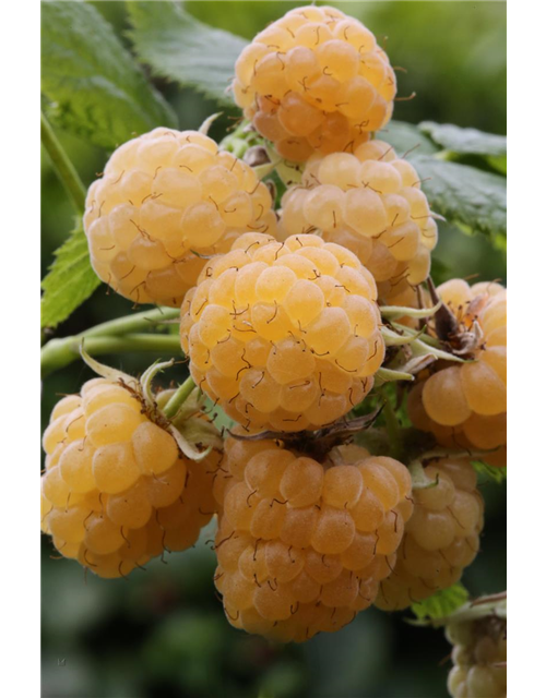 Rubus idaeus 'Fallgold'