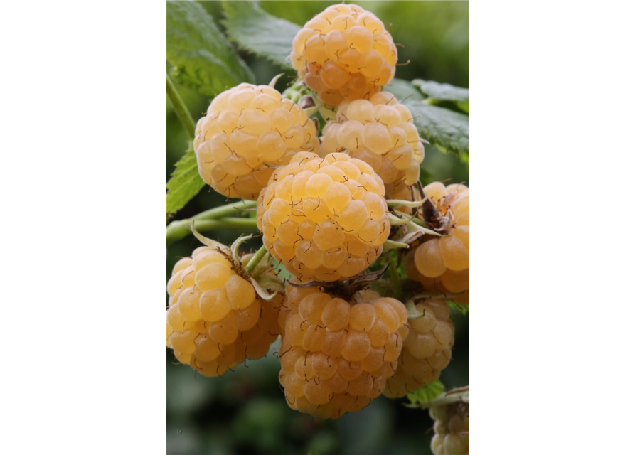 Rubus idaeus 'Fallgold'