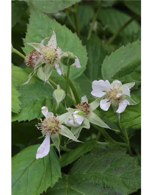 Rubus idaeus 'Heritage'