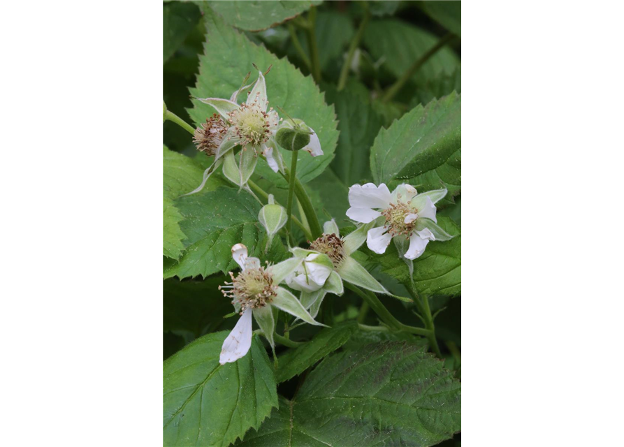 Rubus idaeus 'Heritage'