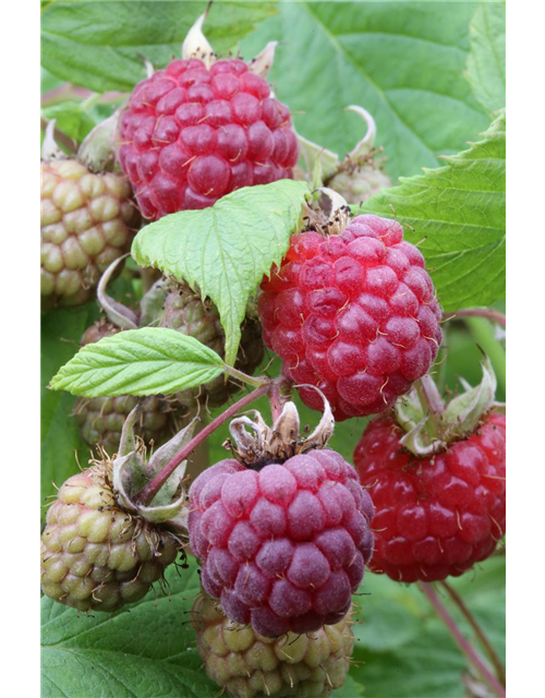 Rubus idaeus 'Heritage'