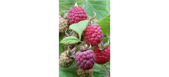 Rubus idaeus 'Heritage'