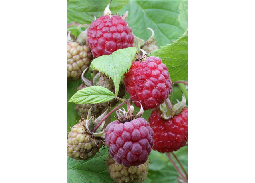 Rubus idaeus 'Heritage'