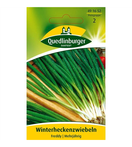 Winterheckenzwiebeln 'Freddy'