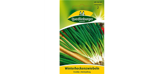 Winterheckenzwiebeln 'Freddy'