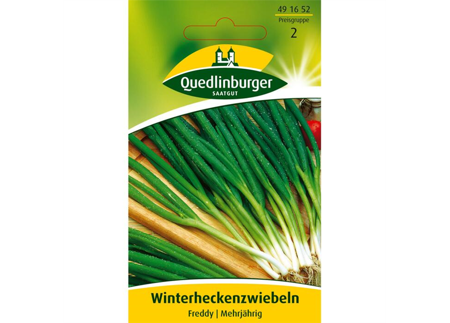 Winterheckenzwiebeln 'Freddy'