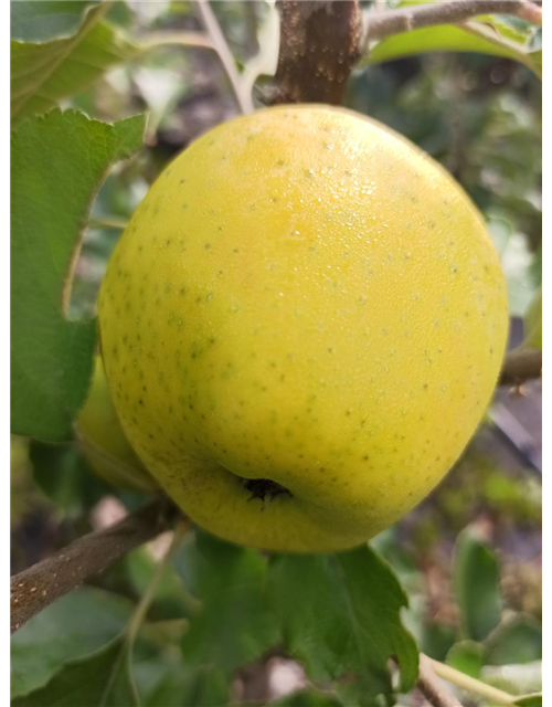 Apfel 'Ananasrenette'