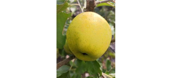 Apfel 'Ananasrenette'