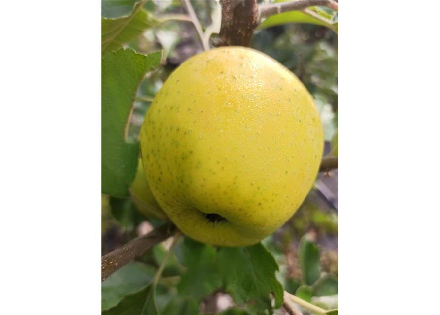 Apfel 'Ananasrenette'