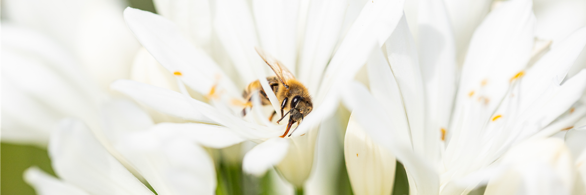 Biene auf Blüte