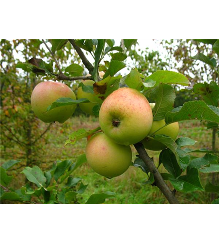 Winterapfel 'Zuccalmagliorenette'